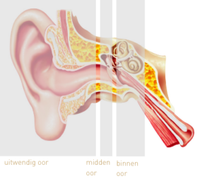 Afbeelding anatomie van het oor